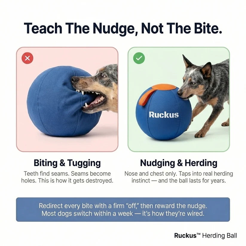 Ruckus Herding Ball